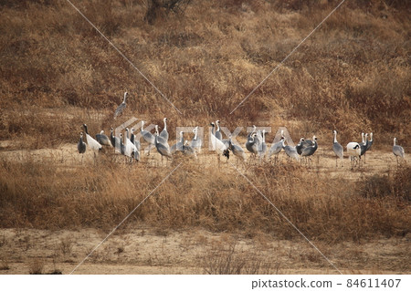 Gangwon-do, Cheorwon Crane Village. Cheorwon-gun. Birdwatching Gangwon-do, Cheorwon Crane Village. Cheorwon-gun. Birdwatching 84611407