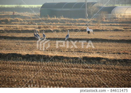 Gangwon-do, Cheorwon Crane Village. Cheorwon-gun. Birdwatching 84611475