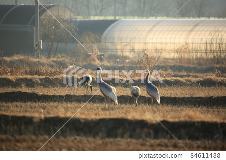 Gangwon-do, Cheorwon Crane Village. Cheorwon-gun. Birdwatching 84611488