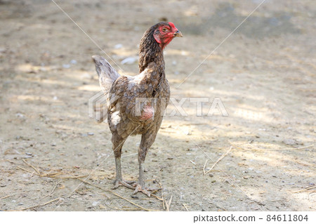 The fighting hen is stay in garden 84611804