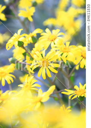 黃色山茶花 黃色山茶花 84611830