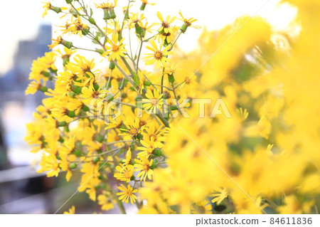 Yellow camellia flower 84611836