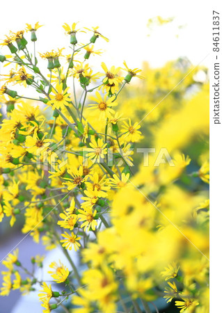黃色山茶花 黃色山茶花 84611837