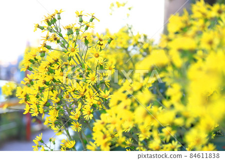 黃色山茶花 84611838