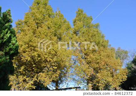 Metasequoia, which turned yellow in early autumn 84612372