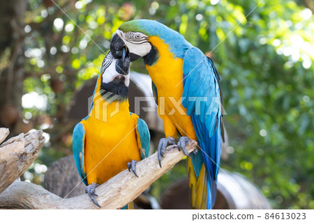 blue and yellow Macaw standing on a branch with green background blue and yellow Macaw standing on a branch with green background 84613023