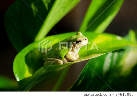 Tree frog playing in the sun Tree frog playing in the sun 84613093