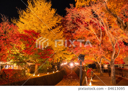 《Yamanashi Prefecture》 Maple Corridor, Illuminated by Lake Kawaguchi 《Yamanashi Prefecture》 Maple Corridor, Illuminated by Lake Kawaguchi 84613095