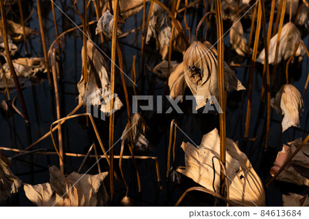 枯萎的荷葉 枯萎的荷葉 84613684