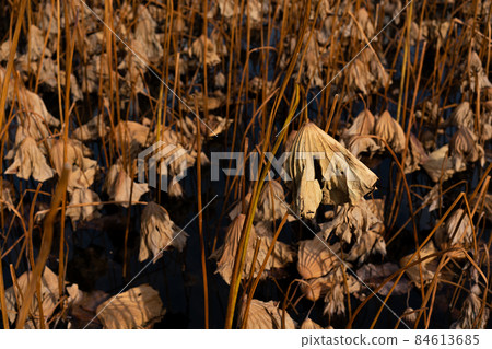 枯萎的荷葉 枯萎的荷葉 84613685