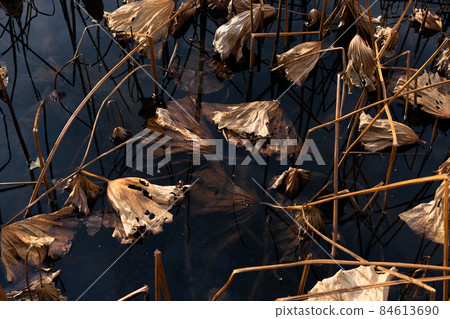 枯萎的荷葉 84613690