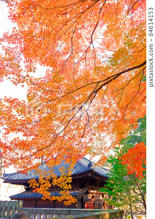 Autumn leaves at Kitain in Koedo Kawagoe are in full bloom 84614153