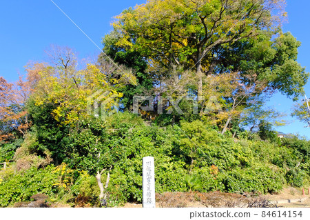 Fujimi turret of Koedo Kawagoe, the scenery where the autumn leaves are in full bloom 84614154