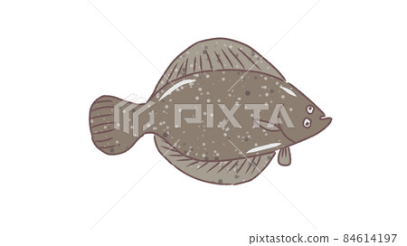 Loose illustration of flatfish 84614197