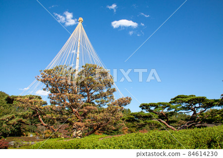 Yukitsuri 松樹,冬季傳統 Yukitsuri 松樹,冬季傳統 84614230