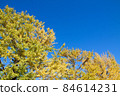 銀杏和葉子開始變黃的藍天 84614231