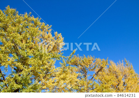 銀杏和葉子開始變黃的藍天 銀杏和葉子開始變黃的藍天 84614231