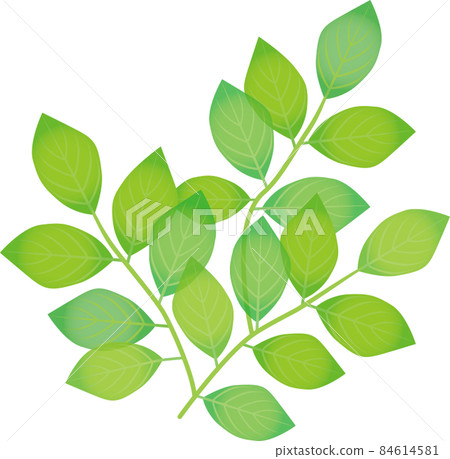 重疊的葉子 84614581