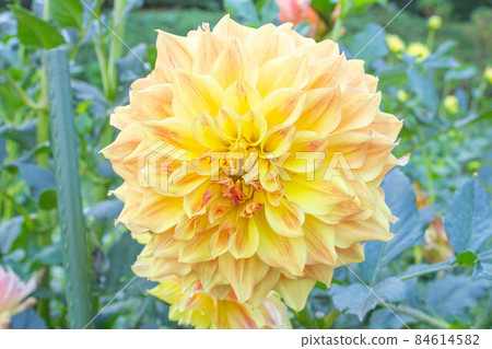 大麗花【品種:高原之光】 大麗花【品種:高原之光】 84614582