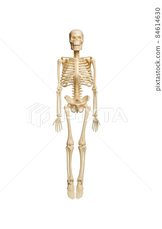 Anatomical skeleton model on white background with clipping path 84614630