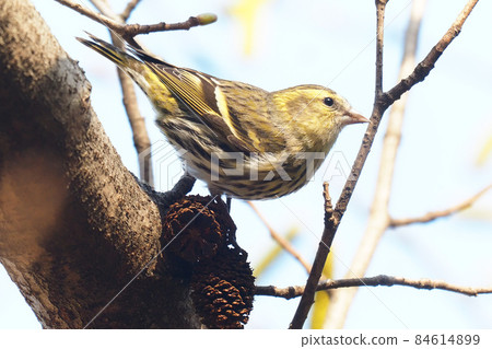 Siskin and Alnus firma fruit 84614899