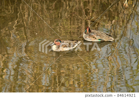 Two teals on the surface of the water ♂ 84614921
