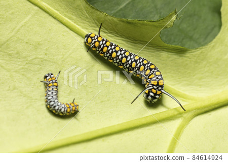 Marsdenia tomentosa leaf Chestnut tiger larva Marsdenia tomentosa leaf Chestnut tiger larva 84614924