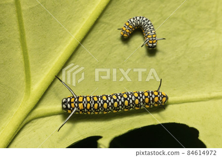 Marsdenia tomentosa leaf Chestnut tiger larva Marsdenia tomentosa leaf Chestnut tiger larva 84614972