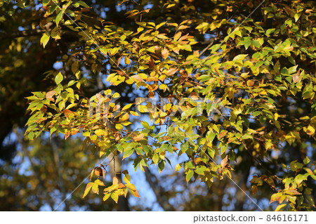 變黃的金針菇 84616171