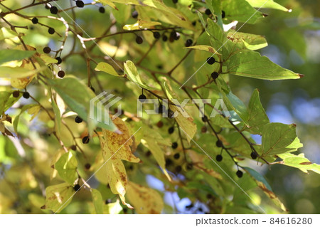 Enoki mushrooms that have turned yellow 84616280