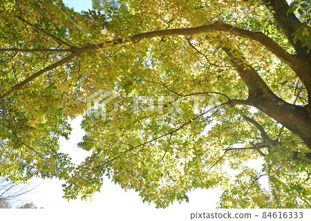 變黃的金針菇 84616333