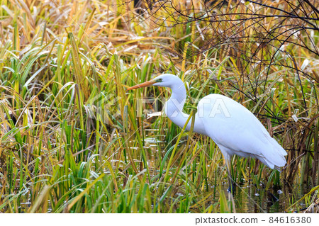 Great Egret, Tomakomai City, Hokkaido Great Egret, Tomakomai City, Hokkaido 84616380