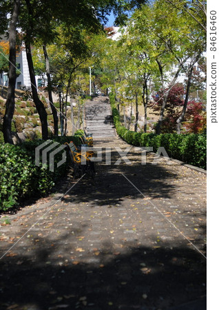 長滿樹木的長廊 84616460