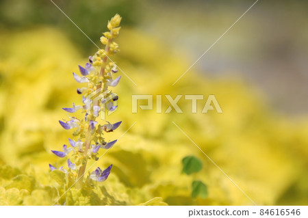 Coleus with flowers 84616546