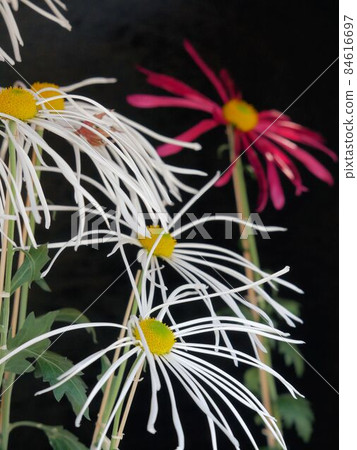 薄花瓣肥後菊 薄花瓣肥後菊 84616697