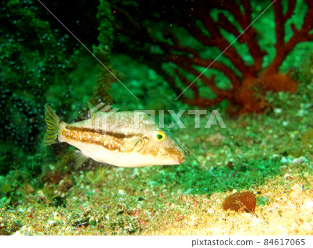 Kitamakura swimming in the sand 84617065