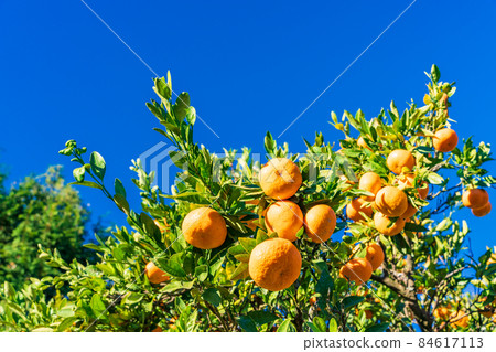(Shizuoka Prefecture) Izu Nishiura mandarin orange field, bell-shaped mandarin orange (Shizuoka Prefecture) Izu Nishiura mandarin orange field, bell-shaped mandarin orange 84617113