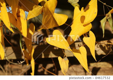 天然灌木葉子與黃色秋天的落葉 天然灌木葉子與黃色秋天的落葉 84617532