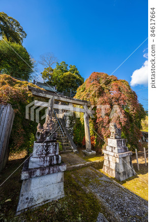 Large maple of Aohani Shrine 84617664
