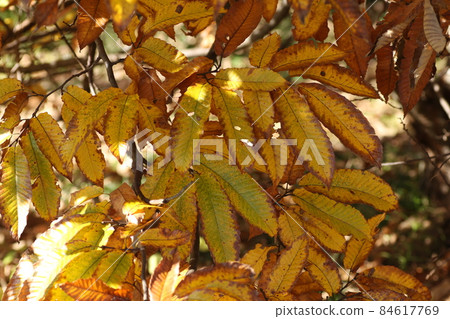 初冬的秋葉,栗葉 初冬的秋葉,栗葉 84617769