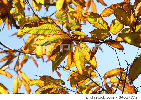 初冬的秋葉,栗葉 初冬的秋葉,栗葉 84617772