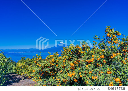 (Shizuoka Prefecture) Izu Nishiura Mikan field, Mt. Fuji 84617786