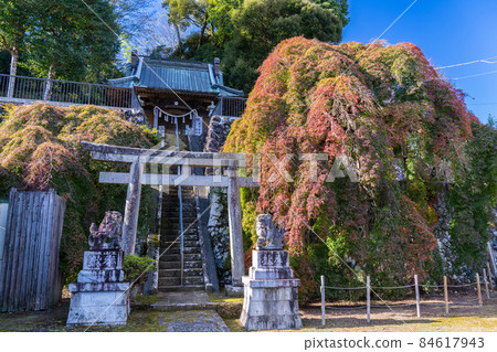 Large maple of Aohani Shrine 84617943