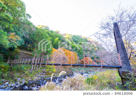 Autumn leaves of Yugashima Onsen Autumn leaves of Yugashima Onsen 84618006