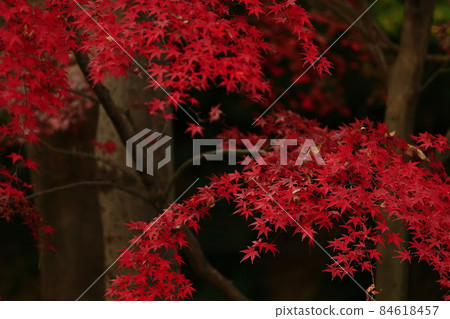Maple leaves decorate the endless beauty 84618457