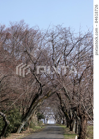 Tottori four seasons walk winter Qingdao Tottori four seasons walk winter Qingdao 84618726