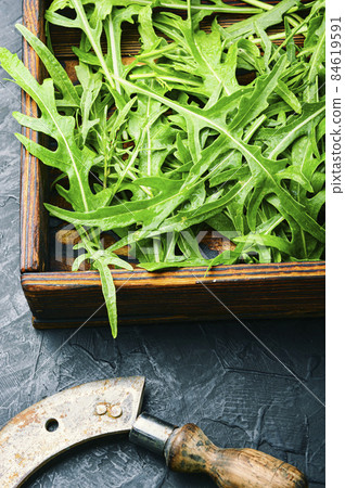 Fresh arugula leaves 84619591