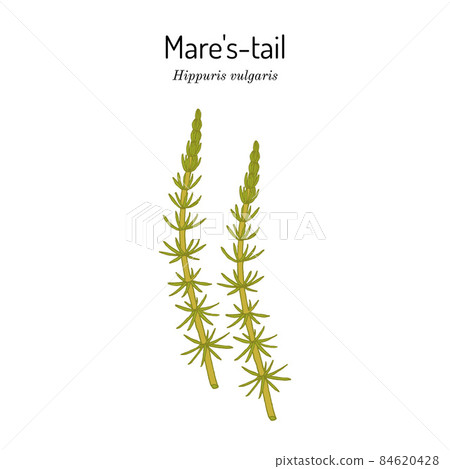 Common mares-tail, Hippuris vulgaris , medicinal plant 84620428