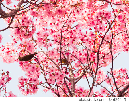 Meiro and cherry blossoms in full bloom 84620445