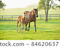 Thoroughbred parent and child 84620637